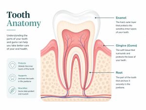 Tooth Anatomy