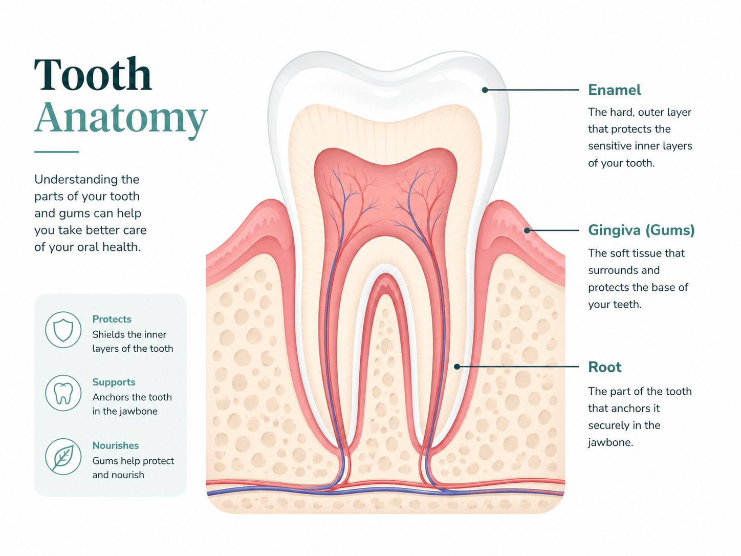 Tooth Anatomy
